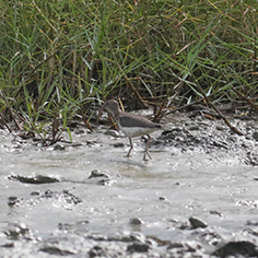 Spotted Sandpiper